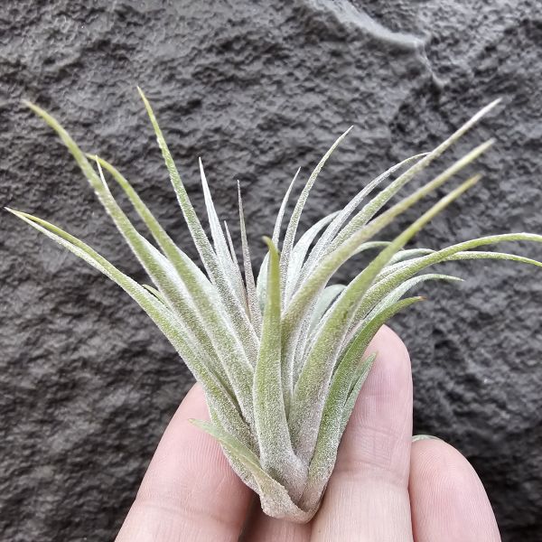 蘇黎世/Tillandsia sucrei 