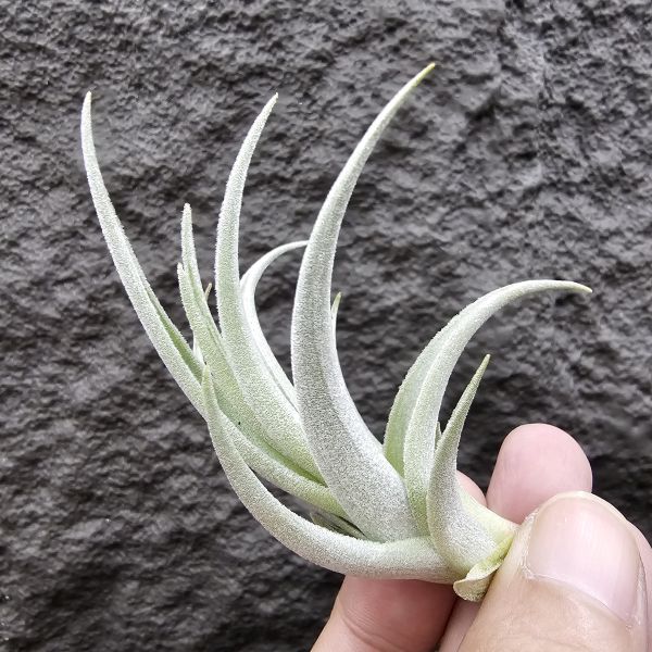 鳥岩大M/Tillandsia minasgeraisensis(Bird Rock) 