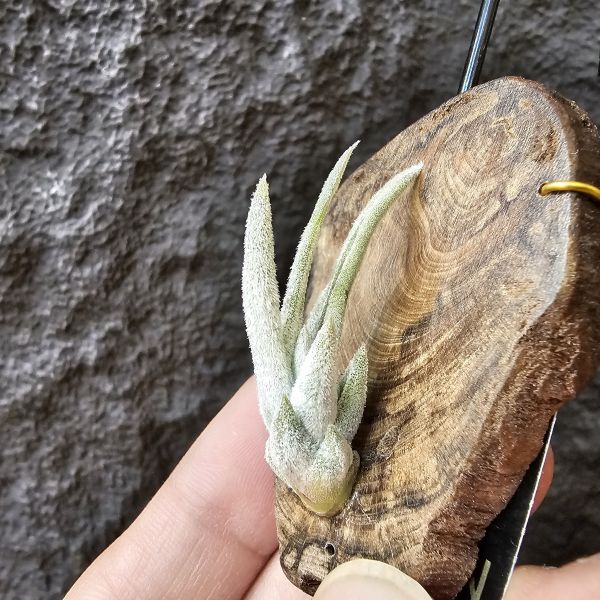 子彈(小型種)/Tillandsia mitlaensis 