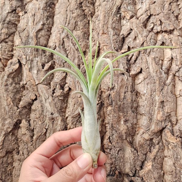 紅女王頭-交種/Tillandsia Paucifolia Red Hybrid 