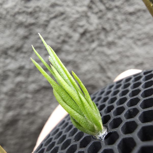 銀冰×貝里斯電捲/Tillandsia chiletensis × streptophylla Belize 