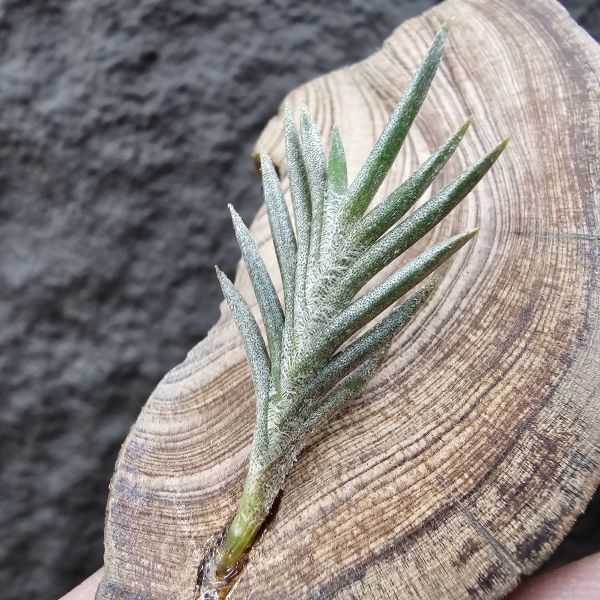 Tillandsia capillaris(73.21) 