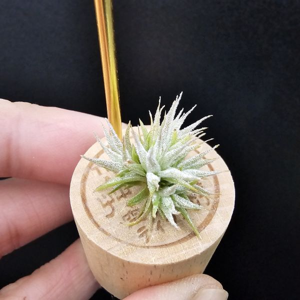 米妮綴化小精靈/Tillandsia ionantha mini mouse 