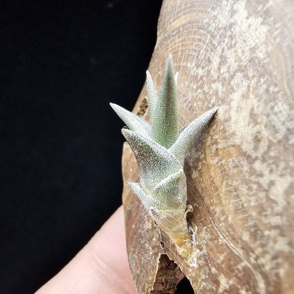 侏儒毒藥/Tillandsia Latifolia Enano Red 