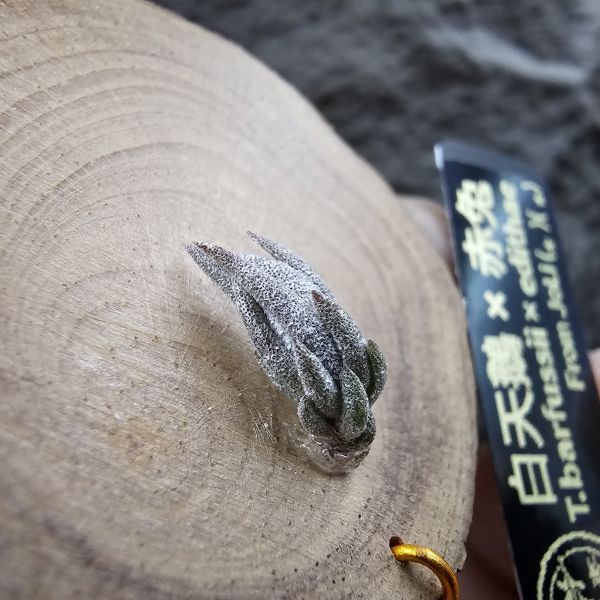 白天鵝×赤兔(新品)/Tillandsia barfussii × edithae~From JoLi 