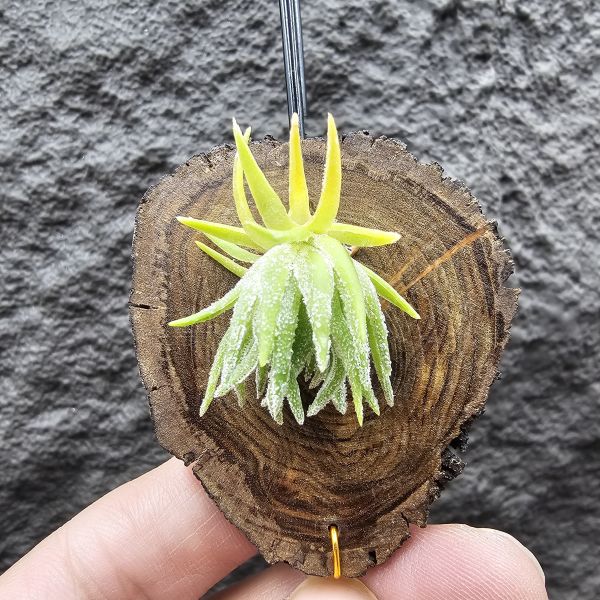 T燒(好養的T)/Tillandsia Thiekenii(Europe) 