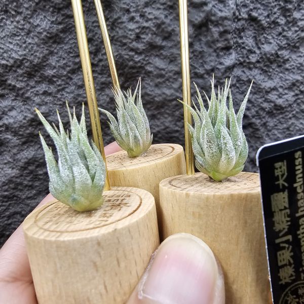 榛果小精靈(大型)不挑株/Tillandsia ionantha Hazelnut Giant~圖四母株開花參考 