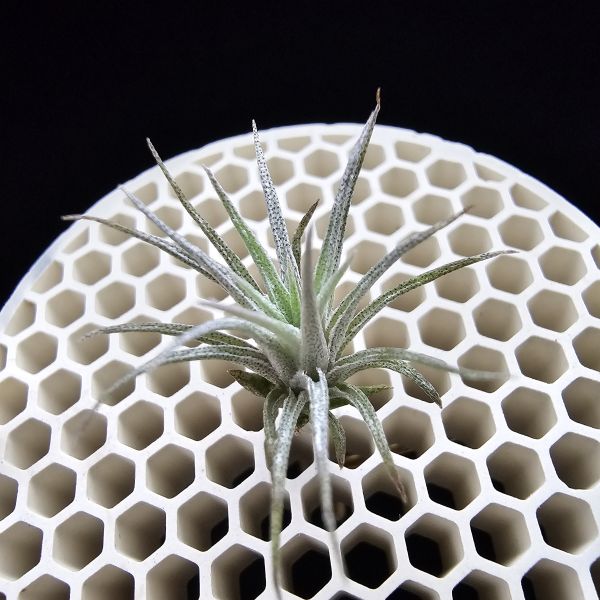 熱帶K燒×薄變小型(Joli)/Tillandsia kautskyi(Tropiflora) × gardneri v. rupicola(TI) 