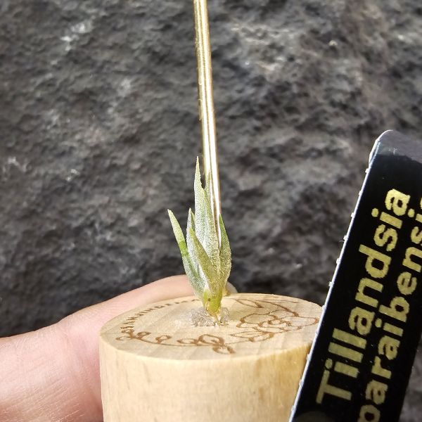 巴拉魚(小屁芽) Tillandsia paraiebensis 