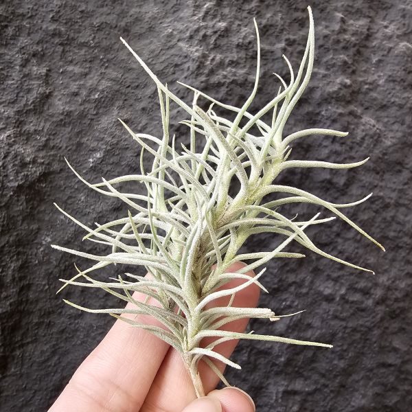 卡畢Type1/Tillandsia capillaris Type 1 