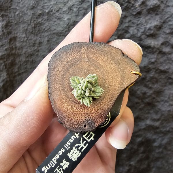 白天鵝(實生群)/Tillandsia barfussii seedling~實生苗在成長過程中皆有持續增生芽的可能！ 