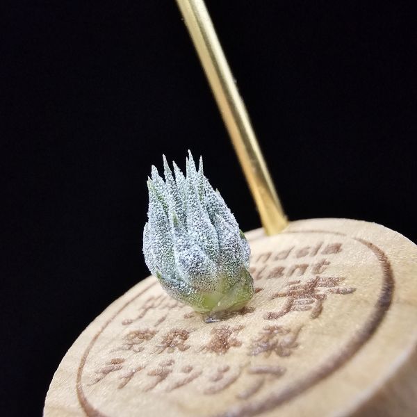 榛果精靈紫星/Tillandsia ionantha Hazelnut 'Stiff Purple Star' 