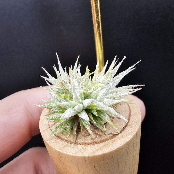 米妮綴化小精靈/Tillandsia ionantha mini mouse 