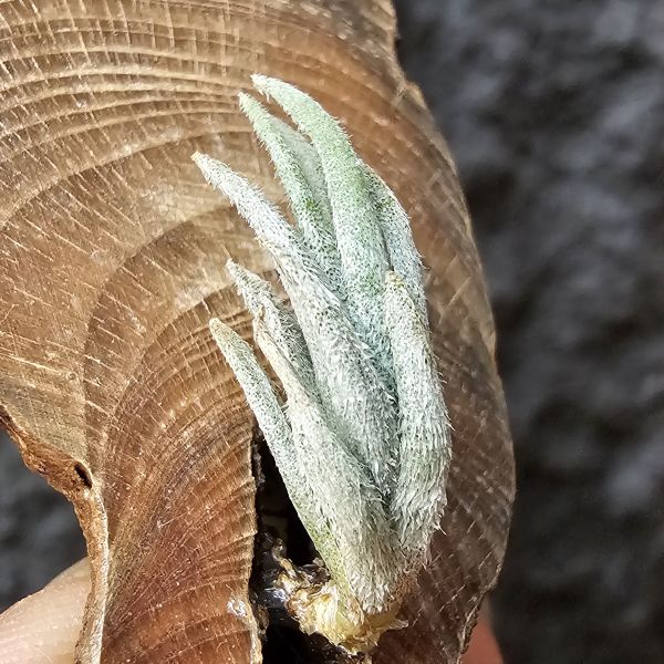 小型眉刷(少有)/Tillandsia cardenasii(Europe) 