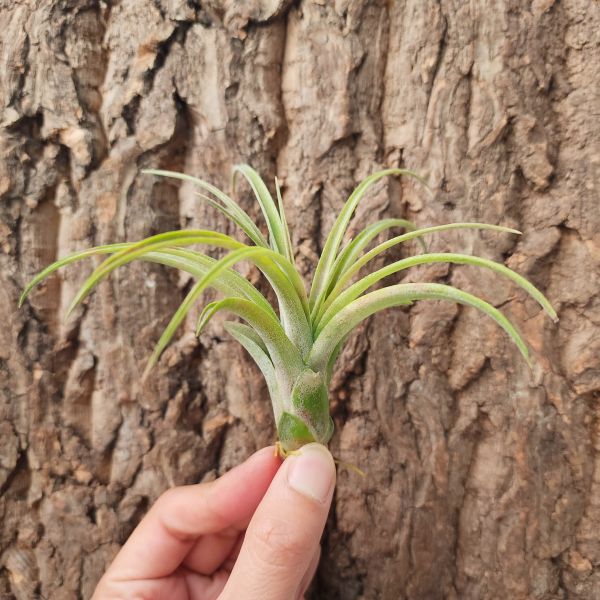 高原×小精靈/Tillandsia Sphaerocephala × Ionantha 