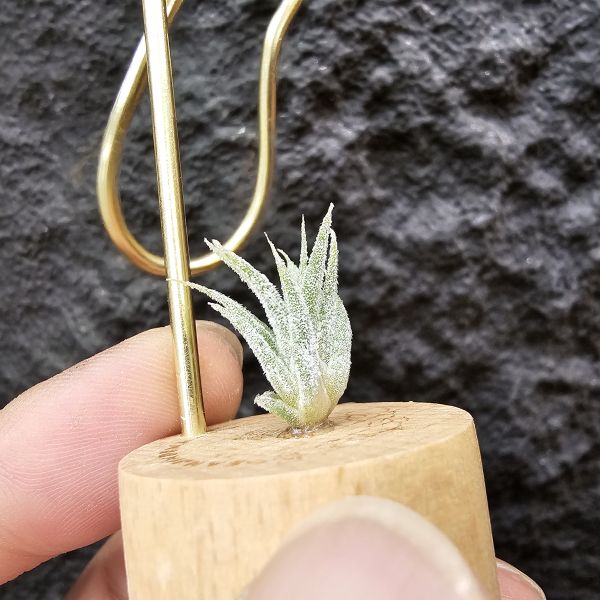 露西×斑馬小精靈(驢精)/Tillandsia Luciille × ionantha Mexican Zebra 