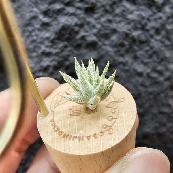 長莖Minor/Tillandsia ionantha van minor form 