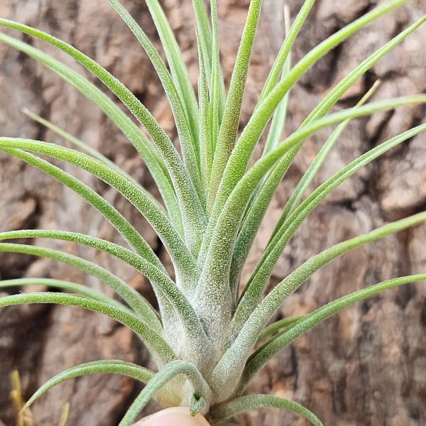 魔力豆腐×小章魚/Tillandsia Mali Dofitas × Bulbosa 