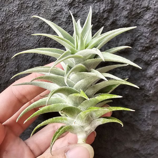 侏儒綠兔/Tillandsia edithiae Dwarf Green Form 