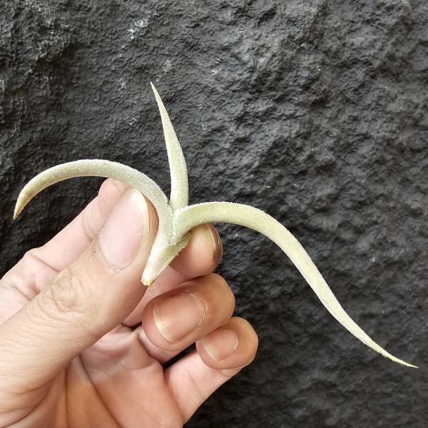 甜不辣/Tillandsia tenebra(Argentina) 
