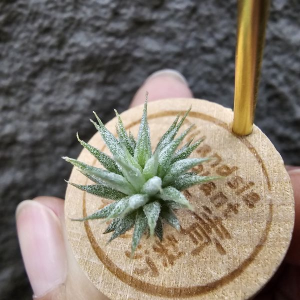 雨林AP×長莖minor(From JoLi)/Tillandsia ionantha Apretado × ionantha van. minor form 