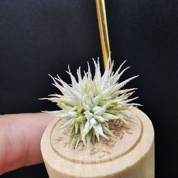 米妮綴化小精靈/Tillandsia ionantha mini mouse 