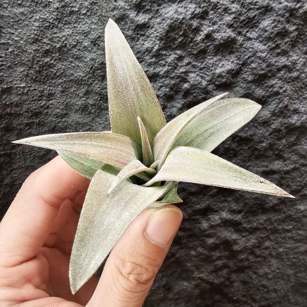 高原×女王頭/Tillandsia sphaerocephala × caput-medusae 