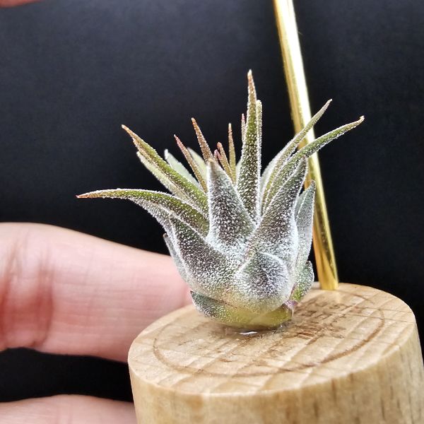 小精靈V.多國花/Tillandsia ionantha v. stricta~圖四母株參考，成株為密集細硬葉的表現表現，光照穩定會顯暗紅色！ 