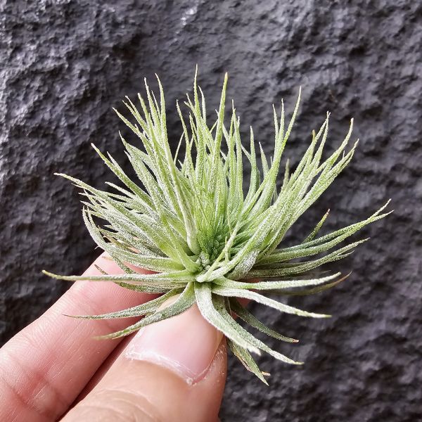 綴化小精靈-雨林/Tillandsia ionantha monstrose(RFI) 