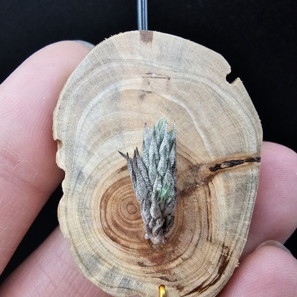 彈頭(阿根廷)側邊冒1芽/Tillandsia pedicellata(Argentina) 