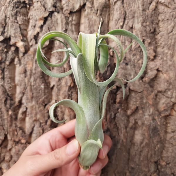 花中花×電捲燙-大/Tillandsia Intermedia × Streptophylla 