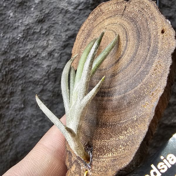 卡斯塔拉米(成株尺寸)/Tillandsia castellanii(Argentina)~阿根廷原生種，黃色瓣狀花，圖四可參考叢生型態 