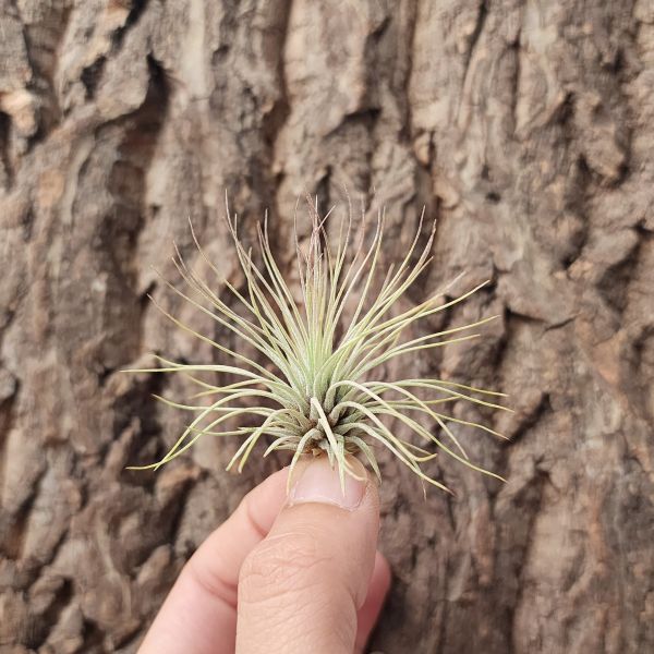 紅寶石-小/Tillandsia Andreana 