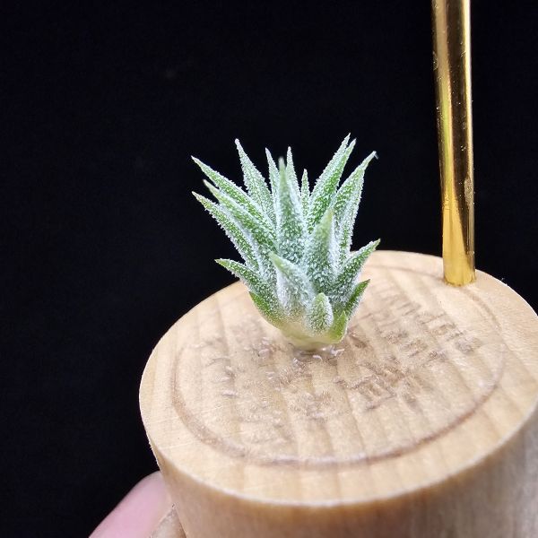 二筒小精靈/Tillandsia Two tone(RFI) 