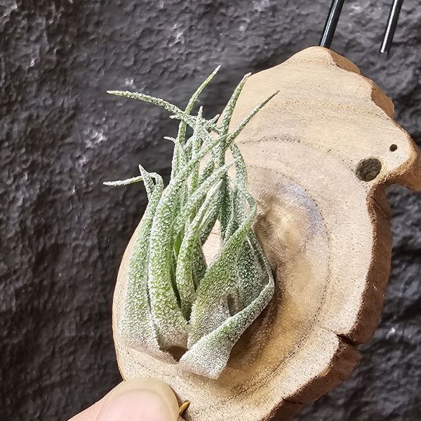 S燒-側芽(植株約4~5cm)/Tillandsia sprengeliana 