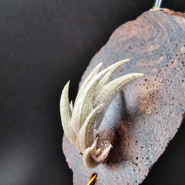 小海螺(帶一芽)/Tillandsia Peiranoi Red~重油耐用"降真木"板材 
