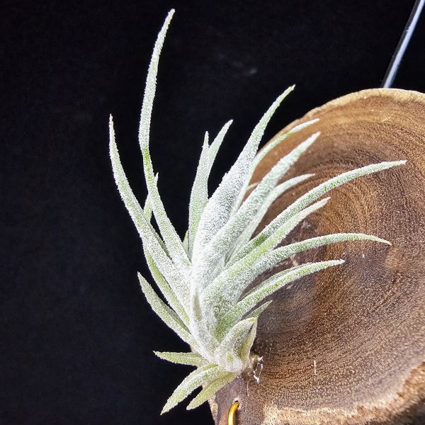 New~小矮人精靈×雞爪(精靈爪?)單株/Tillandsia ionantha Enano(Tropiflora) × glabrior~熱帶'小矮人精靈'與銀葉質感的'雞爪'交種，有點奇葩XD~叢生滿美、毛毛的~ 