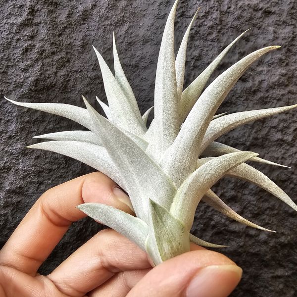 綠兔(歐洲)-正側芽、大芽/Tillandsia Edithae Green(Europe) 
