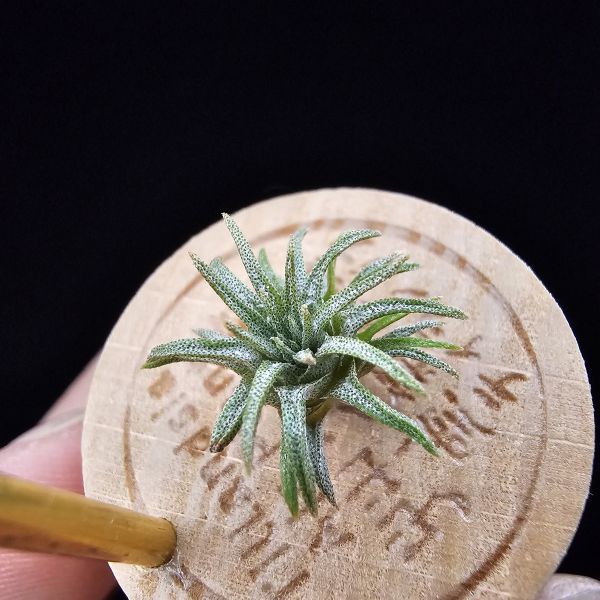 毛球變/Tillandsia atroviridipetala var. yagulensis(Mexico) 