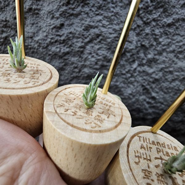 黏巴達 × 白天鵝(不挑株)/Tillandsia limbata × barfussii 