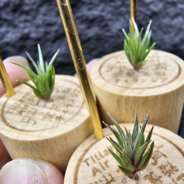 格塔 × RR(影月)不挑株/Tillandsia gerdae × Regal Rene~小型瓣狀花交管狀花不易，隨成長會有些格塔長莖的型態，RR則帶出了寬葉毛感以及顯色的特色，親本皆有葉片下包的特性，圖四五參考較大植株。 