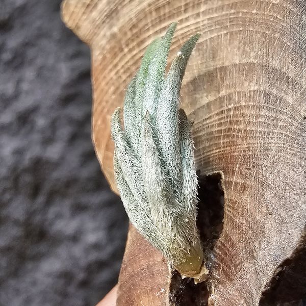 小型眉刷(少有)/Tillandsia cardenasii(Europe) 