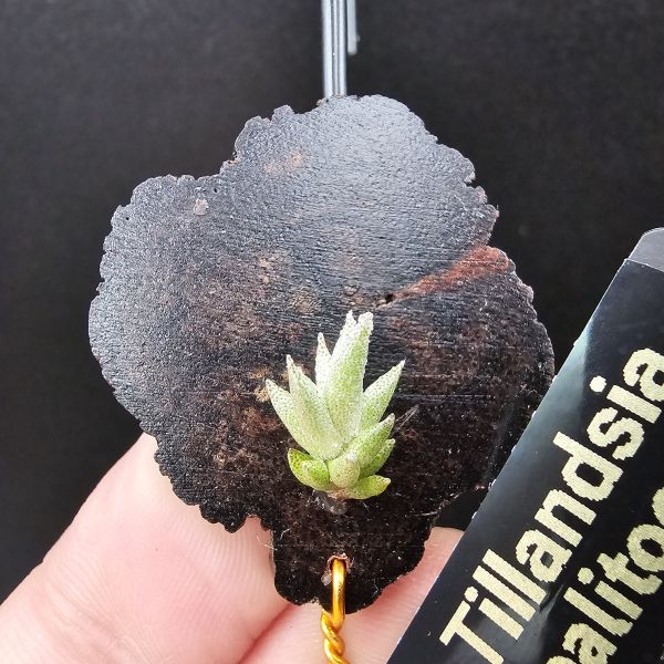 布雷爾利托西斯(S+尺寸)/Tillandsia brealitoensis~重油耐用"降真木"板材! 
