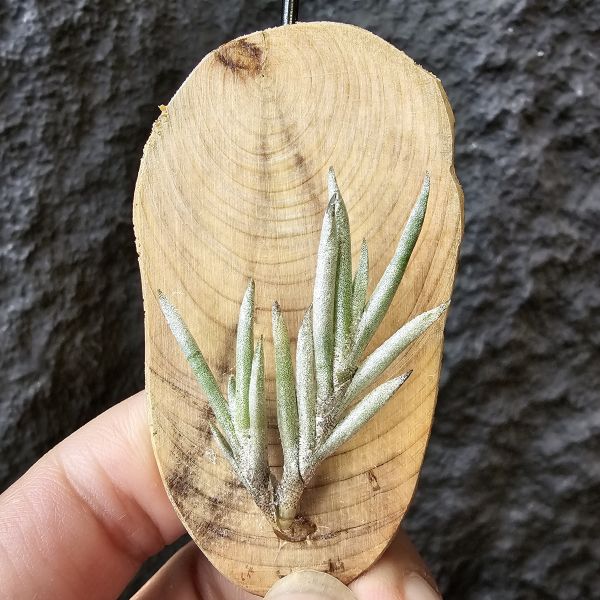 歐洲卡畢/Tillandsia capillaris(Europe) 