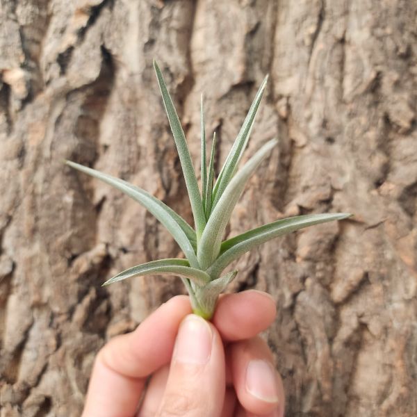 黃水晶×貝姬/Tillandsia Lxioides × Bergeri 