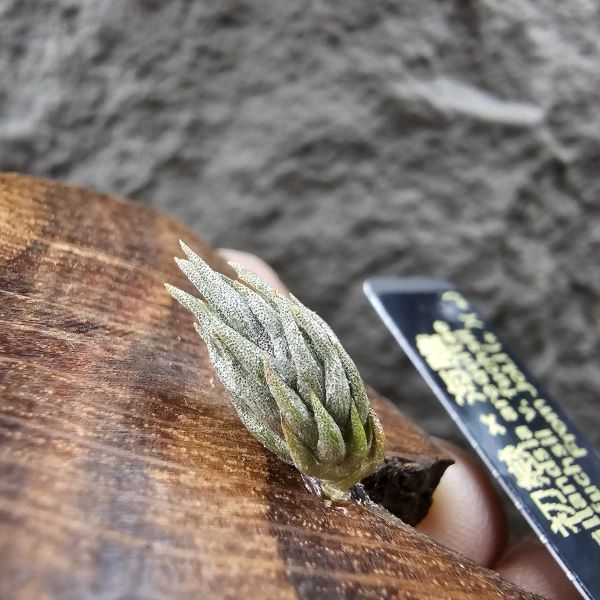 初戀×海膽(新品)/Tillandsia arequitae × fuchsii  v. fuchsii~From JoLi~與海膽的交種，表現都相當優質！ 
