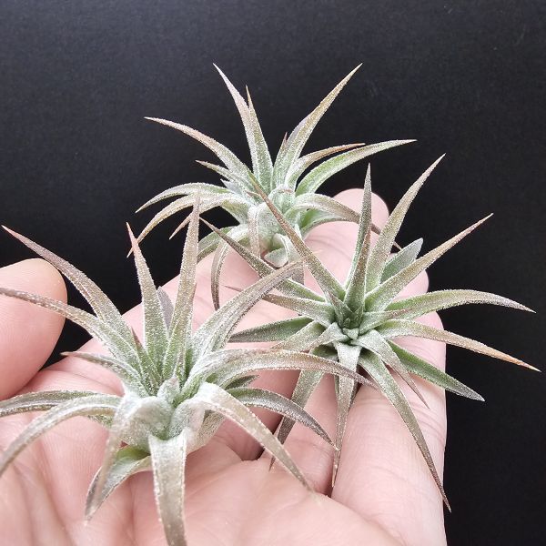 瑪雅之羽(少見)不挑株！/Tillandsia ionantha 'Mayan Feathers'~葉片厚實，光照、溫差會扁暗棕的顯色，鱗毛表現也很不錯，圖1~3為母株參考！販售植株為4~5側芽！ 
