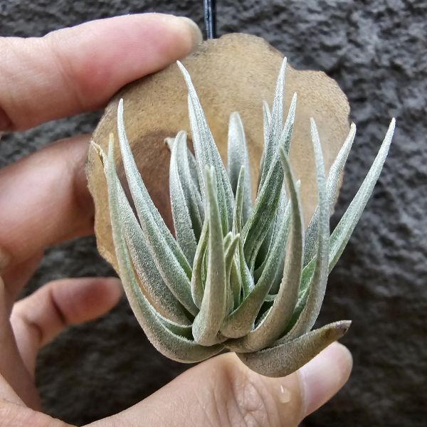 原種卡蜜拉(稀)/Tillandsia carminea(Europe)~正卡蜜拉，與野採個體是不同的品項也較罕見！ 