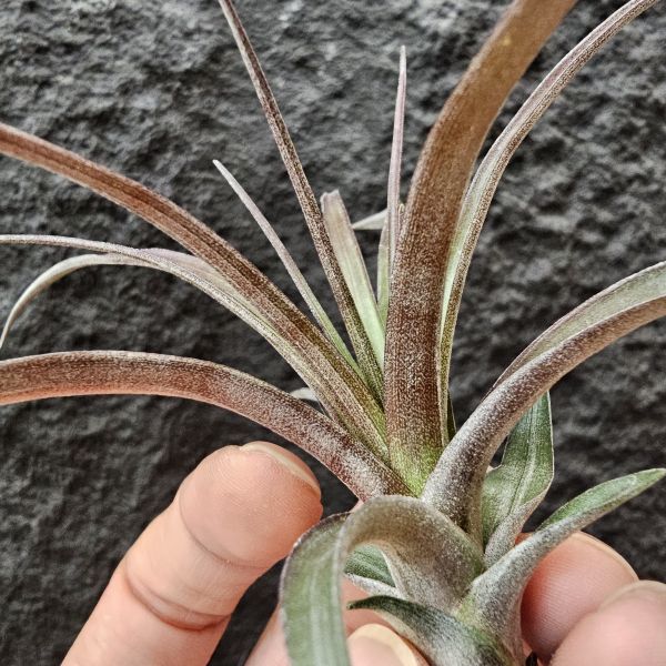 芬蘭紐麗娜(顯色)/Tillandsia variabilis~老品種目前好像較少見、挺美的唷！ 