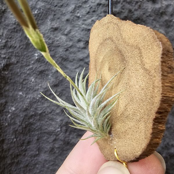 草皮變異・捷克(成株)/Tillandsia tricholepis var. macrophylla(CZ) 